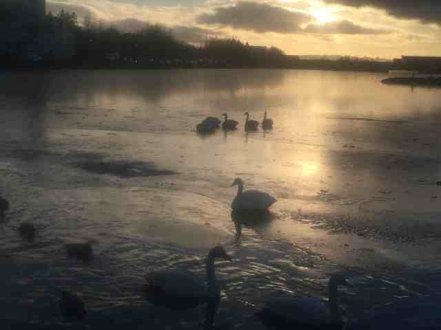 Greetings Card - Swans